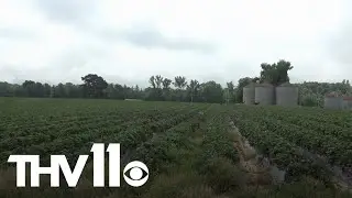Storms cause damage to Arkansas strawberry farm
