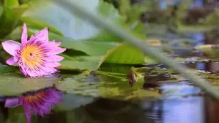 Beautiful Flower in Pond - TanuriX Free Stock Footage