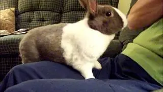 Cool Rabbit Video!!!