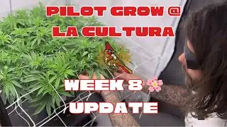 Pilot Grow at La Cultura | Week 8 Flower Update &ndash; 65 Plants / 15 strains
