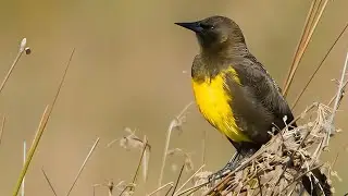 Le Meraviglie Del Brown And Yellow Marshbird Il Tesoro Nascosto delle Paludi