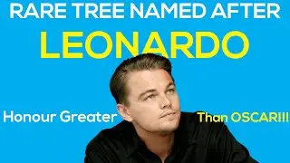 Rare Tree named after Leonardo DiCaprio-Exotic Tree Species found in Cameroon's Ebo Forest #leonardo