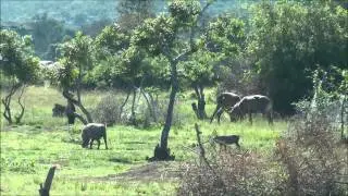 Unique Uganda