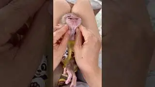 Mom needs to get that seed out to protect baby monkey Susu.😤