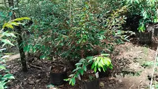 kegiatan rutin penyiraman bibit durian