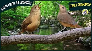 🐦 O Melhor Canto Da Corruíra, Garrincha, Rouxinol Com Fêmea Chamando┃Sons Da Natureza 🎶
