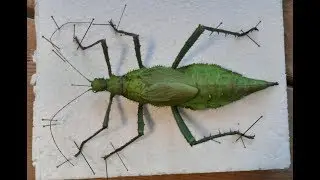 Mounting stick insects (Heteropteryx dilatata)