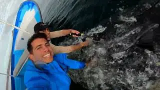 Grey Whale Expedition