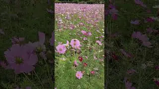 風の章 &ndash; Whispers in the Wind｜atelier-fleur