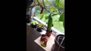 Bug eating plant.