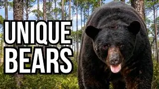 5 Of The Most Distinctive Black Bear Subspecies In North America
