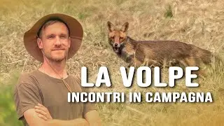 LA VOLPE  - Incontri in campagna