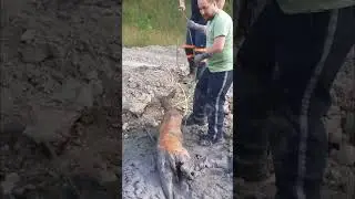 Подборка трогательных моментов из жизни спасателей животных, которые вас растрогают! #спасениежив...
