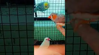 #beutifulbird #birds #video #budgis