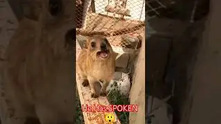 He Has SPOKEN 😲 #trending #hyrax #funny #animallover #wildlife #animals #shorts #animal #cute