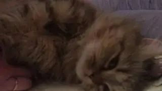 Королевский массаж 💆🏼 🐾.Royal massage 💆🏼🐾