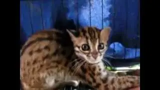 Wild Cat of Borneo/ Jelu Mayau