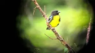 Endemic Black-and-gold Tanager - Bangsia melanochlamys 2 - Carmen de Atrato, W Andes