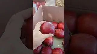 Top Apple Variety In Pakistan