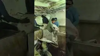 Unbelievable! Catching TONS of GIANT TUNA with a HUGE Net in the Ocean (Commercial Fishing #Fishing 