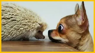 Симпатичные домашние животные-Сборник видео о милых и ...