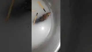 When Rat 🐀 falls in water 🤣🤣| Rat in water 🤣 | Rat swimming | Funny Video | #shorts