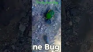 June Bug #junebug #fyp #crazy #funny #shortfeed #shortsfeed #shorts #short
