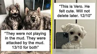Humorous Yet Heartwarming Canine Ratings To Add Cheer To Your Day! (New Pics)