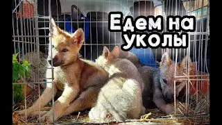 Вакцинация волчат, сравнение спасенного щенка с его сестрой.