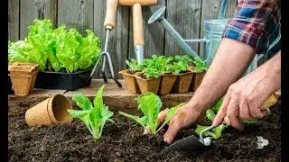 7 Motivos para ter uma horta em casa