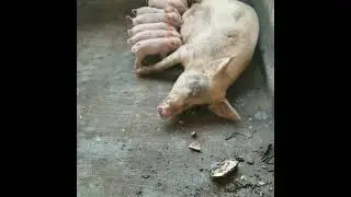PIG FARMING: How to Raise Smart Pigs #pig