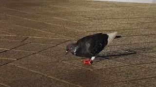 Urban Pigeon Foraging Outside Toa Payoh MRT | Filmed with OM System OM-3