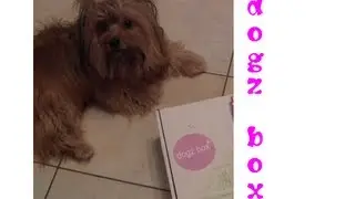 dogzbox - Yorkie Ellie packt aus