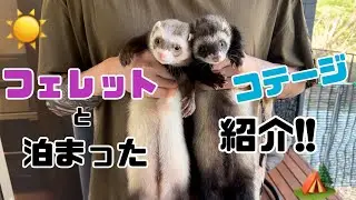ゆきみそう別邸-卯月-のご紹介!#フェレット#ダウくん#ボフくん