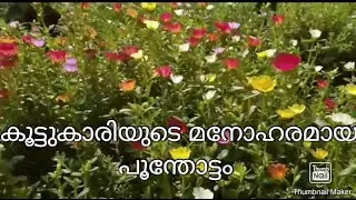 pathumani garden 🌹🌹🌹🌹🌹