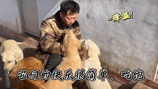 救助路太難，毛孩子的笑容背後，是數不清的心酸與寒冬求助