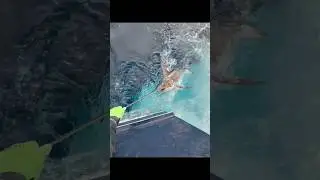 Маленький арахис #мечрыба