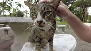 Loud meow tomcat is very talkative again, meowing the whole time to get some petting from the human.