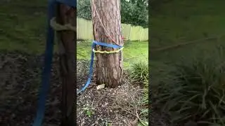 Pine Tree Removal - A dangerous, dead Pine Tree we worked on (1/3)