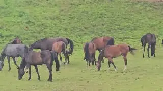 Alemanha  - cavalos. Deutschland - Pferde. Germany - horses.