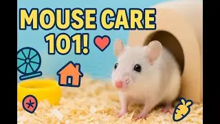 How to Care for a Pet Mouse 🐭  Complete Beginner&rsquo;s Guide