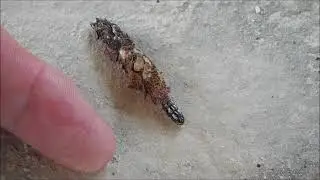 BAG WORMS:   Bugs and Insects of Cyprus Series.   What is a Bag Worm plus footage and information.