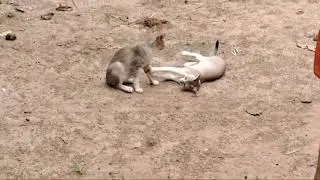 cat war😊 cat talking video