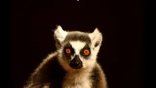 Madagascar Odyssey with Richard Parsons