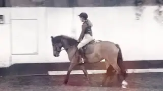 How Far I’ll Go || Equestrian Music Video