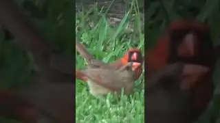A must-see! Red Cardinal mating dance #birdlover #funnyvideo #nature
