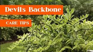 The Ultimate Guide to Growing Devil's Backbone: Tips & Tricks