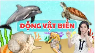 Động vật sống dưới biển 🐋🦈 | B&eacute; học sinh vật biển