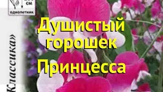 Душистый горошек обыкновенная. Краткий обзор, описание характеристик lathyrus odoratus Принцесса