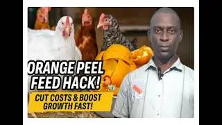 How to Cut Poultry Feed Costs With Orange Peel | Shocking Zero Waste Secret | Sustainable Farming!